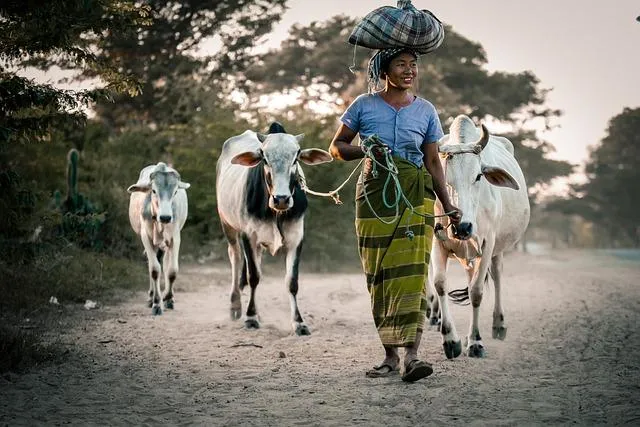 L’importance de la résilience agricole face aux défis climatiques