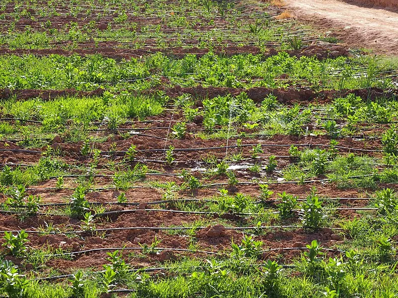 Technique du goutte à goute comme système d’irrigation