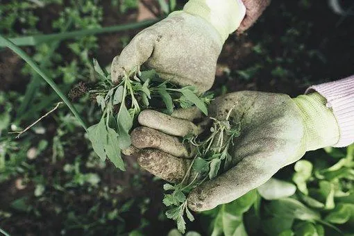 L’agriculture, un moyen de réduire la pauvreté au Burkina