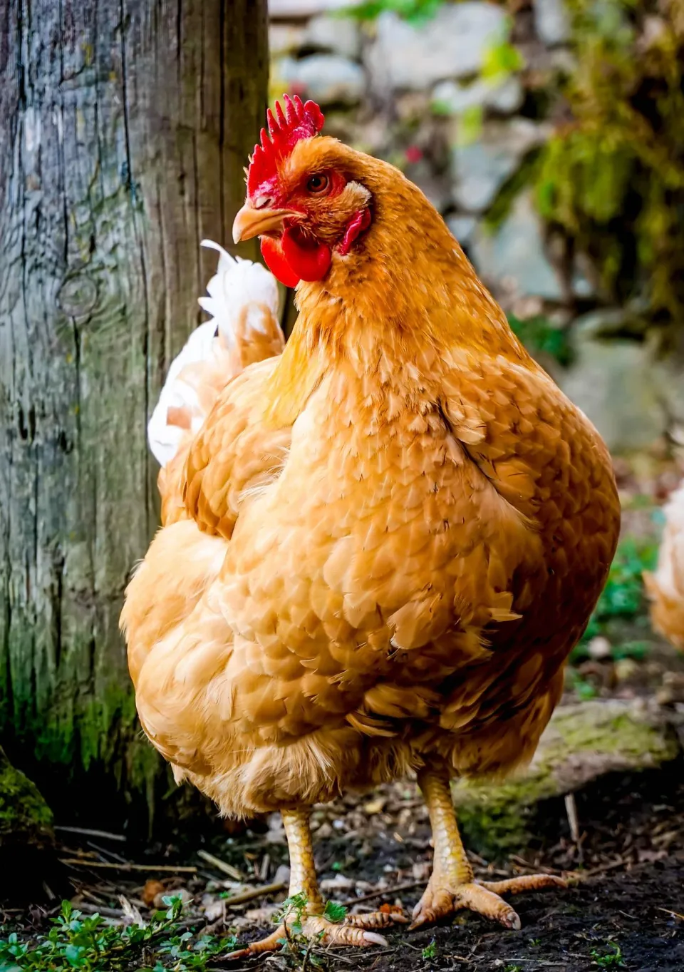 Programme de prophylaxie et poulets de chair : introduction
