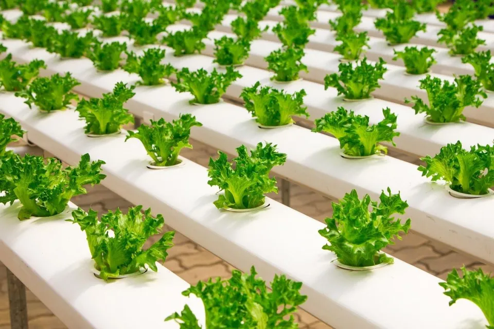 Hydroponie et Aquaponie : Techniques Avancées pour une Agriculture Moderne