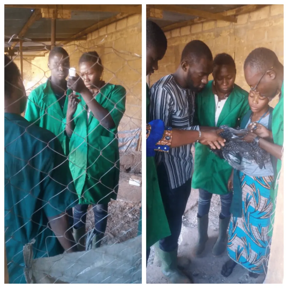 Formation pratique de vaccination des volailles.