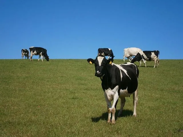 L'Élevage au XXIe Siècle: Bien-être Animal et Productivité au Centre de Nos Préoccupations