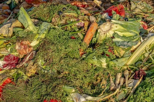 Réduire le Gaspillage Alimentaire : Initiatives et Solutions Innovantes