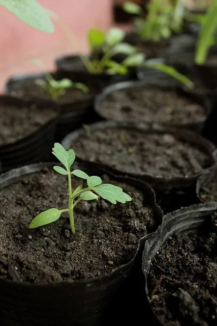 La Pépinière Agricole : Un Pilier de la Production Végétale