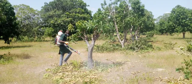 Formation en protection phytosanitaire des manguiers et anacardes et les techniques de récolte des mangues et ramassage des noix d’anacardes.